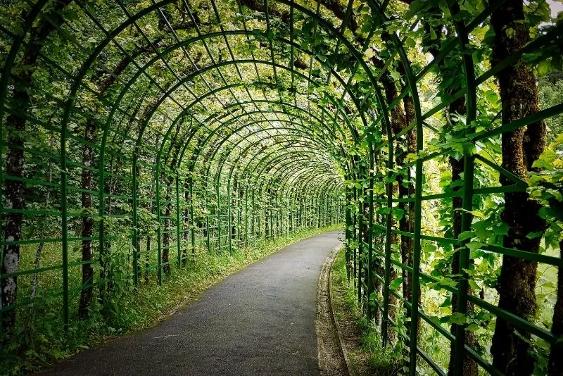 Timber pergola walkway connecting two sections of a backyard deck